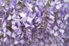purple flowers 2 