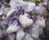 purple rain drops 