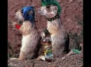Punk-Animals