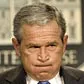 Bush