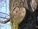 love in the trees