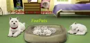 Foopet puppies