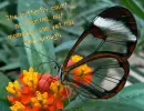 butterfly time 