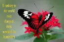 butterfly world 
