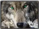 Wolf 