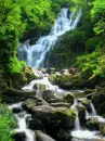 Waterfall Forest
