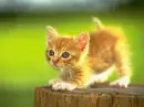 kitten stretching