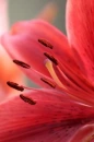 lilly