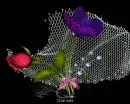 Rose in Web
