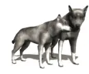 Wolfs together