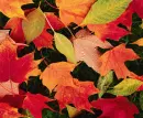 Color leaf
