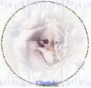 Wolf in Winther
