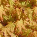 Brown leaf Autumn