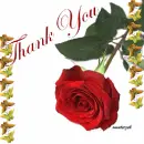 Red rose - Thank You 