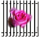 Pink Rose