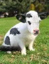a hybrid animal