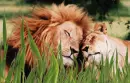 â¤LiONS iN LoVEâ¤