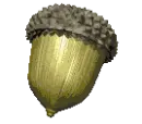 acorn