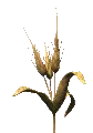 waving wheat