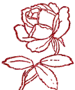 rosa