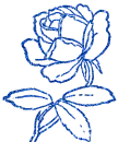 rosa