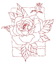rosa
