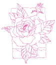 rosa