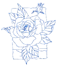 rosa