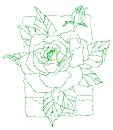 rosa