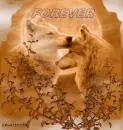 wolves --- forever