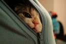 cute cat