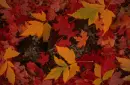 autumn leaves wallpaper