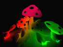 neon shrumss