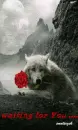 My wolf ...