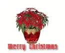 Poinsettia