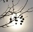 Winter tree