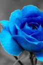 blue rose