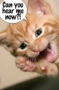 cat hear me now