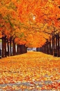 fall forest