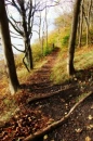 fall trail