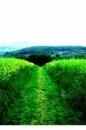 grassy field