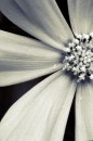 gray flower