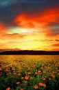 orange flowers field