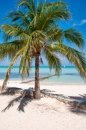 palm tree