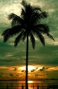 palm tree sunset