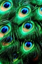 peacock feathers