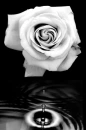 rose with drop