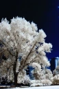 white tree