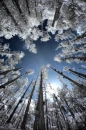 white trees