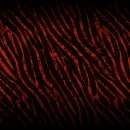 Red Zebra